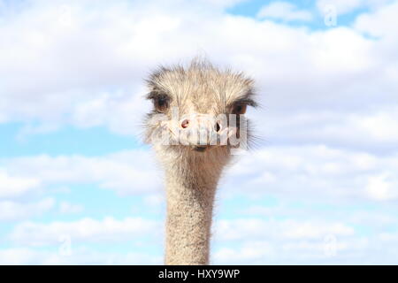 Ostriches faces Stock Photo