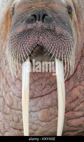 Walrus (Odobenus rosmaris) close up head portrait, Svalbard, Norway Stock Photo