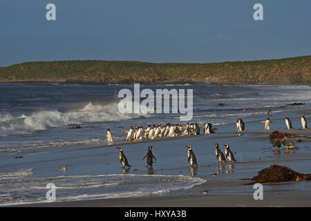 Large group of Gentoo Penguins (Pygoscelis papua) returning to land after a short early morning swim in the sea on Sealion Island in the Falklands. Stock Photo