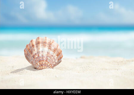 Low angle view of a scallop shell in the sand beach of the Caribbean sea Stock Photo