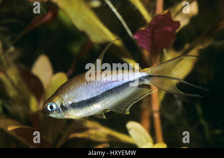 Kaisersalmler, Kaiser-Salmler, Kaisertetra, Männchen, Nematobrycon palmeri, Nematobrycon amphiloxus, emperor tetra, Le tétra-empereur Stock Photo