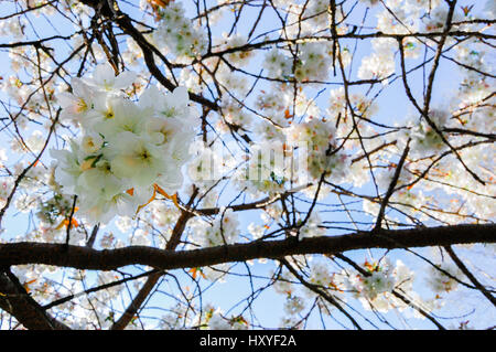 Spring Blossom on Tree Branches Against Blue Sky Stock Photo