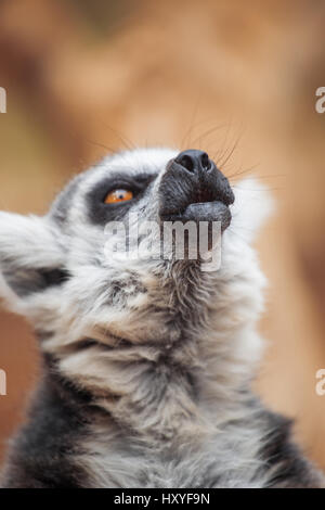 lemur. The monkey-nosed primate lives in Madagascar. Stock Photo