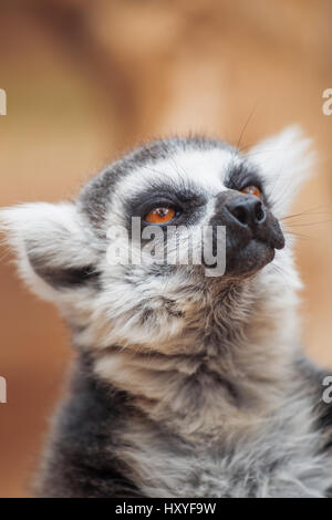 lemur. The monkey-nosed primate lives in Madagascar. Stock Photo