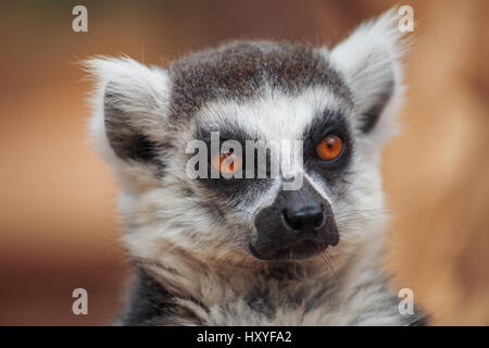 lemur. The monkey-nosed primate lives in Madagascar. Stock Photo