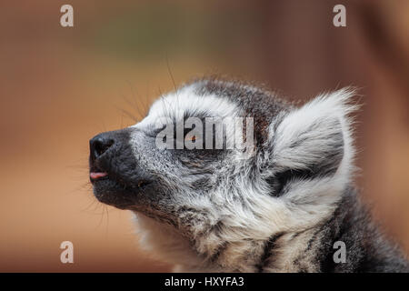 lemur. The monkey-nosed primate lives in Madagascar. Stock Photo