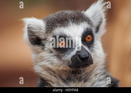 lemur. The monkey-nosed primate lives in Madagascar. Stock Photo