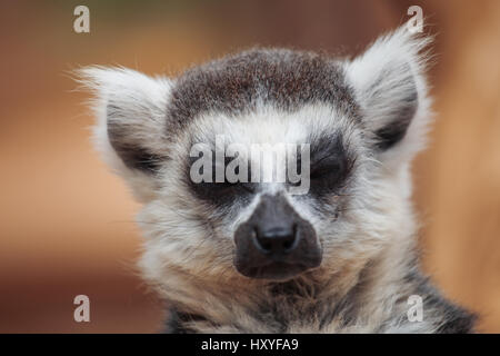 lemur. The monkey-nosed primate lives in Madagascar. Stock Photo