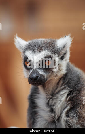 lemur. The monkey-nosed primate lives in Madagascar. Stock Photo