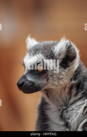 lemur. The monkey-nosed primate lives in Madagascar. Stock Photo