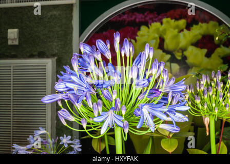 Closeup to African Lily/ Agapanthus/ Lily of the Nile/ Agapanthus Headbourne Hybrids/ Agapanthaceae Stock Photo