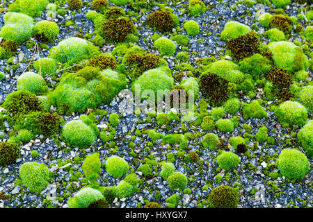 Green moss on the ground closeup Stock Photo