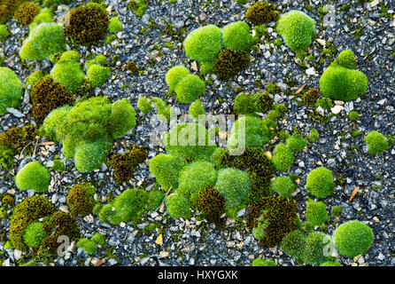 Green moss on the ground closeup Stock Photo
