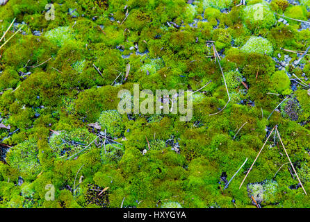 Green moss on the ground closeup Stock Photo
