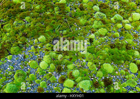 Green moss on the ground closeup Stock Photo