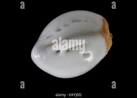 Lithospermum officinale, Common gromwell, Echter Steinsame, seed, close up, seed size 3 mm Stock Photo