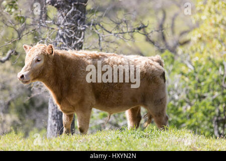 Grazing Cow in the field Stock Photo