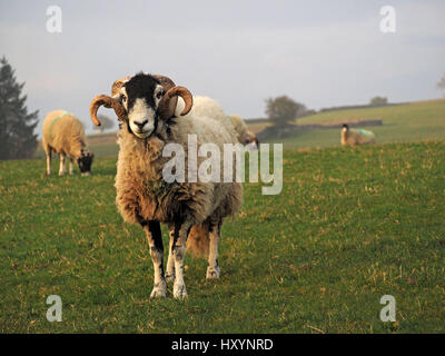 fine Swaledale ram or tup with large curly horns on farm in Cumbria with ewes fields skyline and trees in background Stock Photo