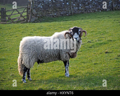 Swaledale ram or tup with large curly horns on farm in Cumbria with dry stone wall and gate in background Stock Photo