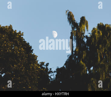 Half moon between tree branches on a clear evening. Stock Photo