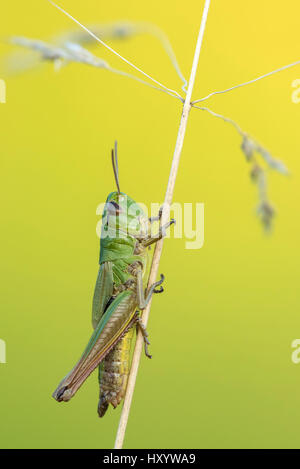 Meadow Grasshopper (Chorthippus parallelus) sub adult, Vealand farm, Devon, UK. July. Stock Photo