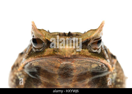 Malayan horned frog (Megophrys nasuta) captive, occurs in South East Asia. Stock Photo