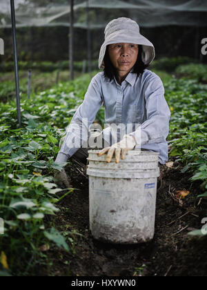 Mapopo Farmers in New Territories, Hong Kong.  Only seven square kilometres of farmland now exist in Hong Kong.  They are fighting government to keep. Stock Photo