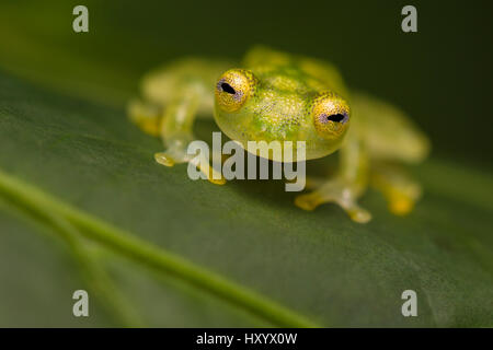 Reticulated Glass Frog (Hyalinobatrachium valerioi) Osa Peninsula, Costa Rica. Stock Photo