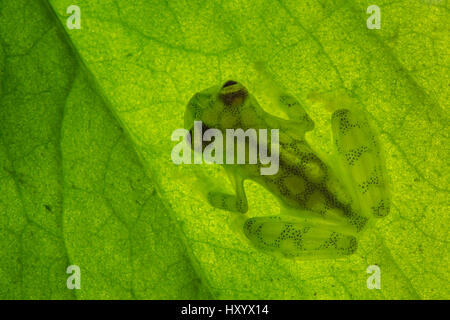Reticulated Glass Frog (Hyalinobatrachium valerioi) backlit showing highly translucent body. Osa Peninsula, Costa Rica. Stock Photo