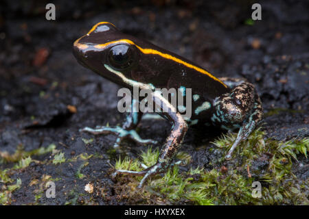 Lovely Poison Frog (Phyllobates lugubris). Central Caribbean foothills, Costa Rica. Stock Photo