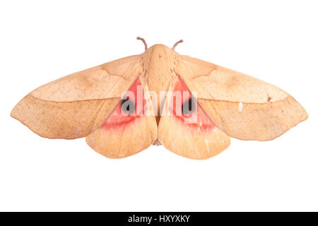 Saturniid moth (Saturniidae) sequence 2 of 2, with wings open to reveal ...