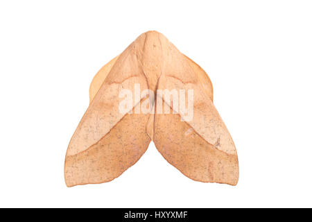 Saturniid moth (Saturniidae) sequence 2 of 2, with wings open to reveal ...