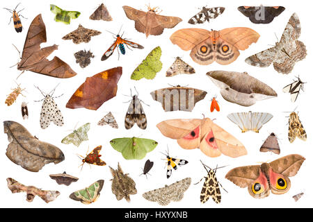 Moths attracted to light trap in rainforest, on white background, image composite montage. Cordillera de Talamanca mountain range, Caribbean Slopes, Costa Rica. Stock Photo