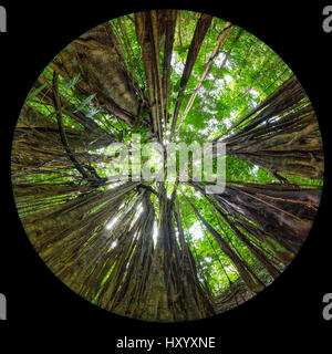 Strangler fig (Ficus zarazalensis) growing in lowland rainforest and endemic to Osa Peninsula, Costa Rica. Fisheye lens. Stock Photo