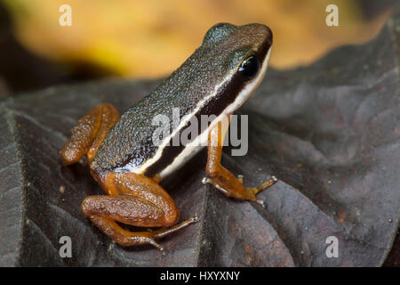 Lowland Rocket Frog (Silverstoneia flotator). Osa Peninsula, Costa Rica. Stock Photo