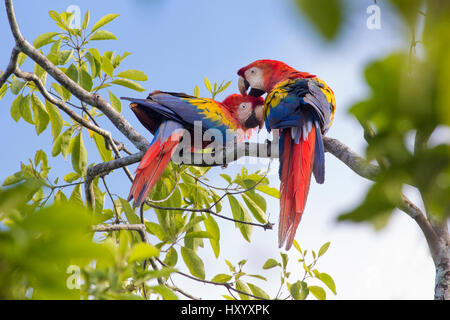 Scarlet macaw (Ara macao) pair preening, Osa Peninsula, Costa Rica. Stock Photo