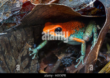 Granular poison frog (Oophaga granulifera). Osa Peninsula, Costa Rica. Vulnerable species.