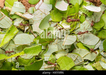 Leaf-cutter Ants (Atta cephalotes) carrying harvested leaf to their nest. Osa Peninsula, Costa Rica. Stock Photo