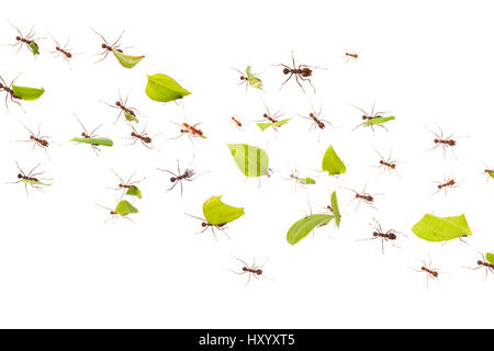 Leaf-cutter Ants (Atta cephalotes) carrying harvested leaf that to their nest. Osa Peninsula, Costa Rica.Composite image. Stock Photo