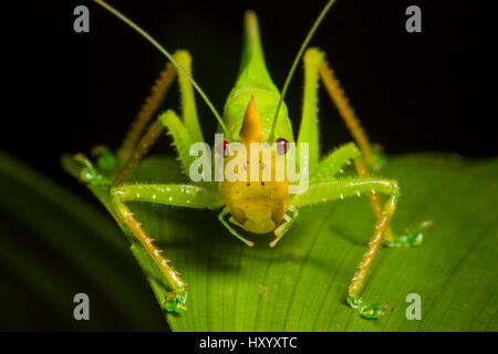 conehead-katydid-copiphora-sp-