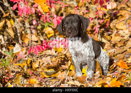 Portrait of domestic German shorthaired pointer pup in autumn. Pomfret, Connecticut, USA. October. Stock Photo