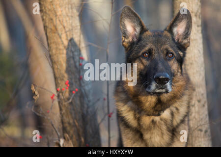 Head Portrait of domestic German shepherd dog in woods. Tolland, Connecticut, USA. December. Stock Photo