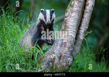 European Badger (Meles meles) foraging at tree trunk in deciduous woodland.  Mid Devon, UK. June. Stock Photo