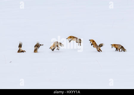 Red Fox (Vulpes vulpes) 'snow diving' to hunt for rodents. Hayden Valley, Yellowstone National Park, Wyoming, USA. January. Composite image. Stock Photo