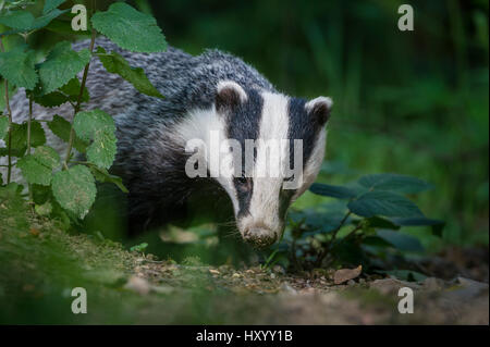 European badger (Meles meles) foraging in deciduous woodland., Mid Devon, UK. June. Stock Photo