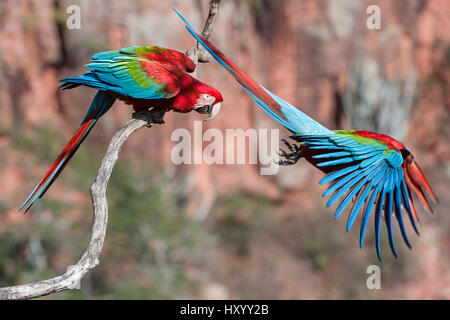 Red-and-green macaws  (Ara chloropterus) two with one taking off, Buraco das Araras (Sinkhole of the Macaws), Jardim, Mato Grosso do Sul, Brazil. September. Stock Photo