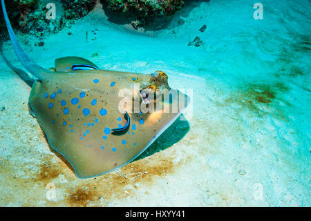 Bluespotted ribbontail ray (Taeniura lymma) with Cleaner wrasses (Lutjanus dimidiatus). Similan Islands, Andaman Sea, Thailand. Stock Photo