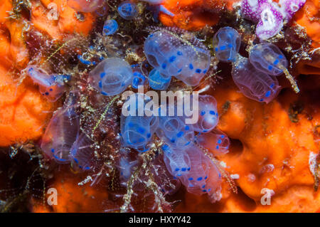 Blue sea squirts or tunicates (Clavelina moluccensis) on sponge.  West Papua, Indonesia. Stock Photo