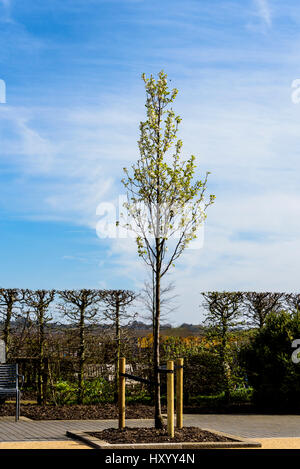 Tree stakes supporting  a newly planted tree.Posts and flexible strapping hold the young tree in place. Stock Photo