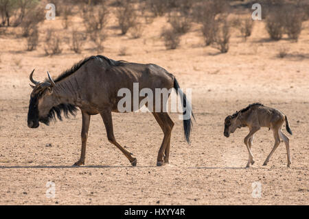 Common blue wildebeest (gnu) (Connochaetes taurinus) mother and baby, Kgalagadi Transfrontier Park, Northern Cape, South Africa, January 2016. Stock Photo